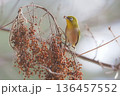 ヌルデの実を食べに来たメジロ 136457552