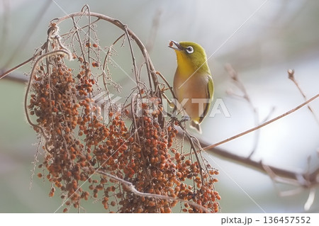 ヌルデの実を食べに来たメジロ 136457552