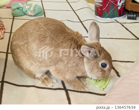 キャベツの葉っぱを食べるネザーランド その2 キャベツの葉っぱを食べるネザーランド その2 136457639