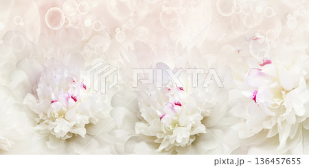 Holiday card with peony flowers. Floral background. Close-up. Nature. 136457655