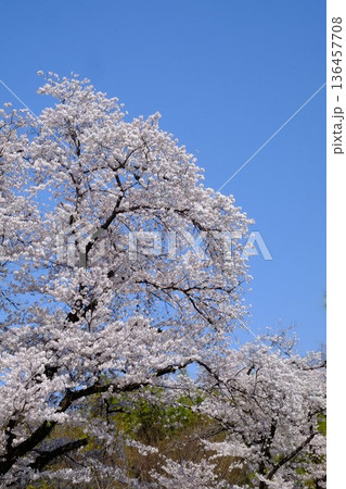 青空に映える満開の桜 【相模原市津久井 4月】 青空に映える満開の桜 【相模原市津久井 4月】 136457708