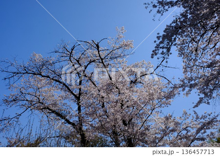 古木の染井吉野が満開 【相模原市津久井 4月】 古木の染井吉野が満開 【相模原市津久井 4月】 136457713