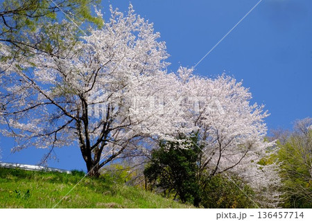 土手に咲く桜　【相模原市津久井　4月】 136457714