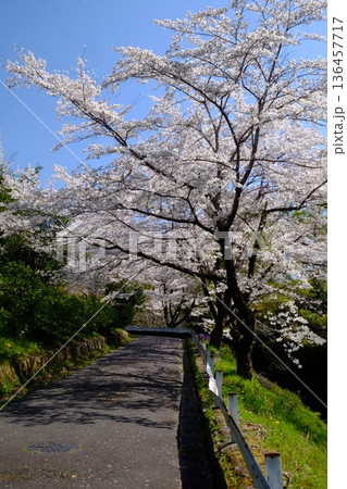道路沿いの桜 【相模原市津久井 4月】 道路沿いの桜 【相模原市津久井 4月】 136457717