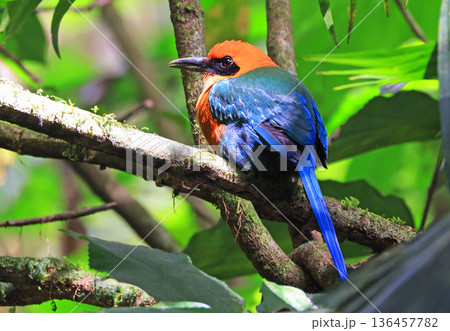Broad-billed motmot in the tree forest in Costa Rica, Arenal Volcano area 136457782