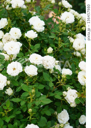 長野県坂城町のさかき千曲川バラ公園は山々に囲まれた千曲川のほとりに素晴らしいバラ公園があります。 長野県坂城町のさかき千曲川バラ公園は山々に囲まれた千曲川のほとりに素晴らしいバラ公園があります。 136457980