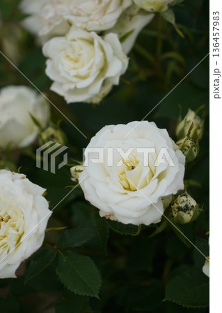 長野県坂城町のさかき千曲川バラ公園は山々に囲まれた千曲川のほとりに素晴らしいバラ公園があります。 長野県坂城町のさかき千曲川バラ公園は山々に囲まれた千曲川のほとりに素晴らしいバラ公園があります。 136457983