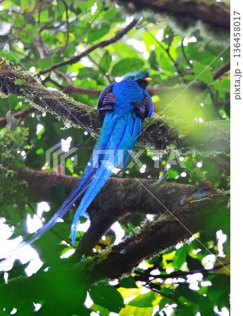 Resplendent quetzal perching in the Costa Rica forest, Monteverde area Resplendent quetzal perching in the Costa Rica forest, Monteverde area 136458017