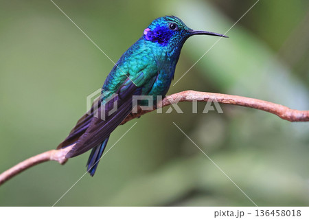 Lesser Violetear Hummingbird female perched on a branch in the forest, Costa Rica 136458018