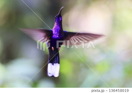 Violet Sabrewing Hummingbird flying in the forest, Costa Rica 136458019
