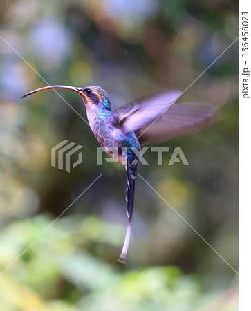 Green Hermit Hummingbird female flying in the forest, Costa Rica 136458021