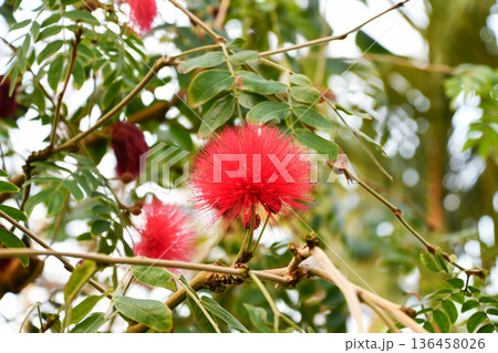 オオベニゴウガン　Red Sandalwood 136458026
