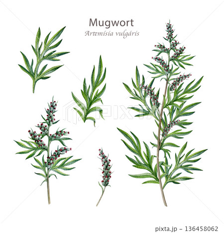 Fresh mugwort plant element set watercolor illustration. Hand drawn artemisia vulgaris medicinal plant. Mugwort stem, leaves and flowers alternative herbal medicine element on white background 136458062