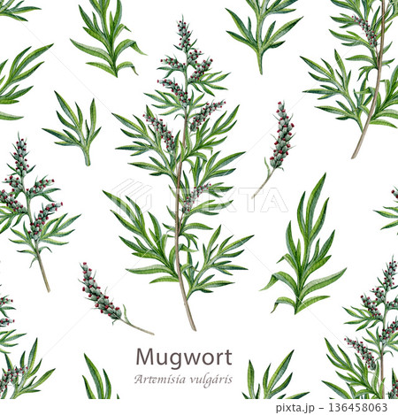 Fresh mugwort plant seamless pattern on white background. Hand drawn artemisia vulgaris medicinal plant watercolor illustration. Mugwort stem, leaves and flowers alternative herbal medicine element 136458063