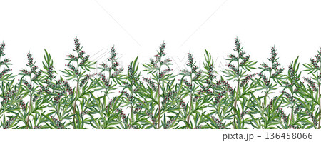 Fresh mugwort plant seamless border decor watercolor illustration. Hand drawn artemisia vulgaris medicinal herb vintage style botanical illustration. Mugwort wildflower stems on white background 136458066