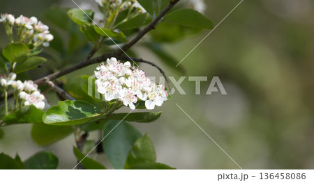 Chokeberry Bush Flowers in Early Spring Garden 136458086