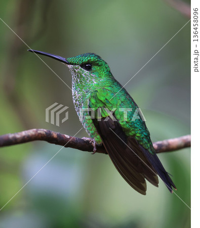 Coppery-headed emerald Hummingbird female perched on a branch in the forest, Costa Rica 136458096