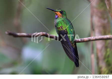 Green Crowned Brilliant Hummingbird female perched on a branch in the forest, Costa Rica 136458097