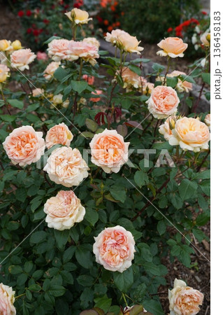 長野県坂城町のさかき千曲川バラ公園は山々に囲まれた千曲川のほとりに素晴らしいバラ公園があります。 136458183