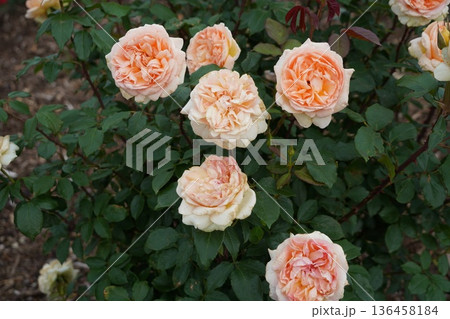 長野県坂城町のさかき千曲川バラ公園は山々に囲まれた千曲川のほとりに素晴らしいバラ公園があります。 長野県坂城町のさかき千曲川バラ公園は山々に囲まれた千曲川のほとりに素晴らしいバラ公園があります。 136458184