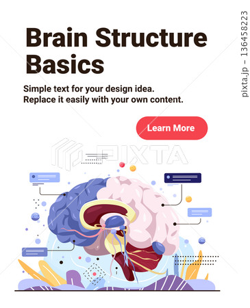 Brain structure anatomy human organ diagram colorful cross section with labeled parts abstract background medical infographic website banner 136458223