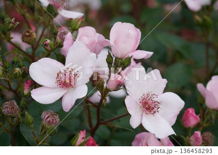 長野県坂城町のさかき千曲川バラ公園は山々に囲まれた千曲川のほとりに素晴らしいバラ公園があります。 136458293