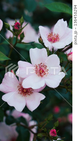 長野県坂城町のさかき千曲川バラ公園は山々に囲まれた千曲川のほとりに素晴らしいバラ公園があります。 136458294