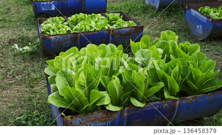 Green cos lettuce grown in a small halved metal buckets: a creative agricultural concept. Green cos lettuce grown in a small halved metal buckets: a creative agricultural concept. 136458379
