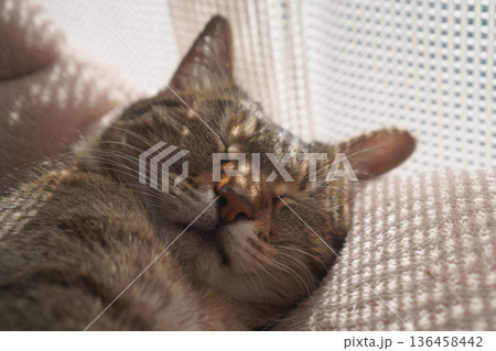 眠るキジトラ 眠るキジトラ 136458442