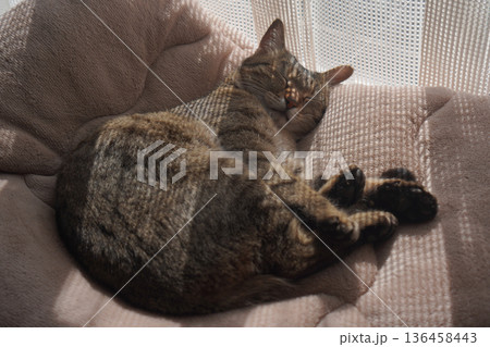 眠るキジトラ 眠るキジトラ 136458443