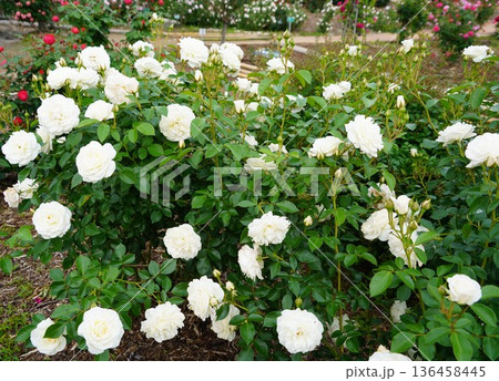 長野県坂城町のさかき千曲川バラ公園は山々に囲まれた千曲川のほとりに素晴らしいバラ公園があります。 136458445