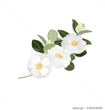 白い寒椿の小枝イラスト 136458449