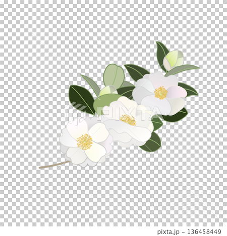 白い寒椿の小枝イラスト 136458449