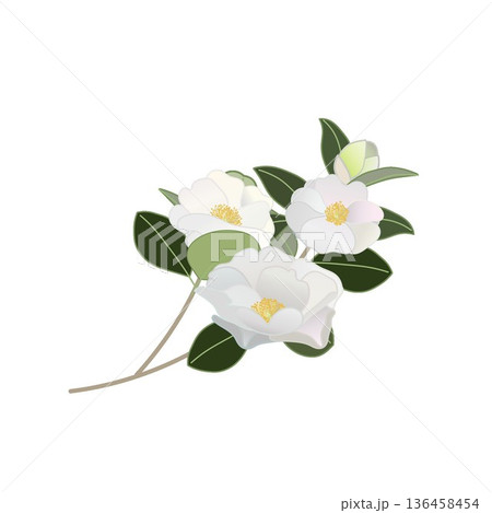 白い寒椿の小枝イラスト 136458454