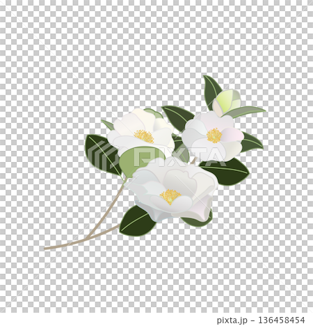 白い寒椿の小枝イラスト 136458454