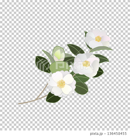 白い寒椿の小枝イラスト 白い寒椿の小枝イラスト 136458455