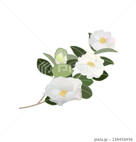 白い寒椿の小枝イラスト 白い寒椿の小枝イラスト 136458456