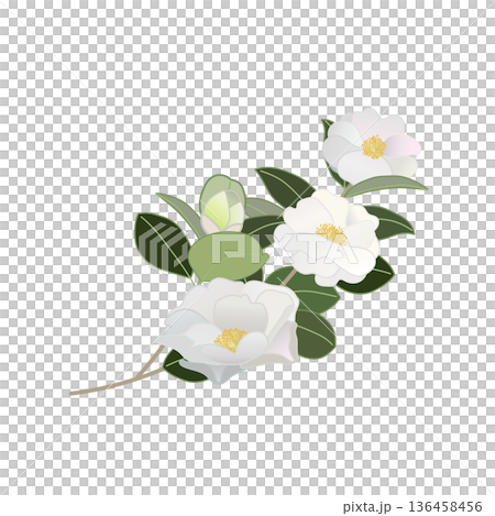 白い寒椿の小枝イラスト 白い寒椿の小枝イラスト 136458456