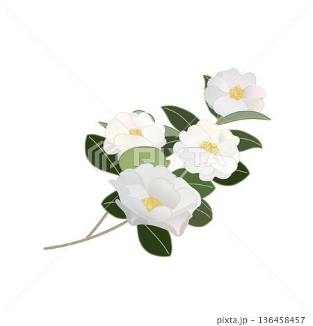 白い寒椿の小枝イラスト 白い寒椿の小枝イラスト 136458457