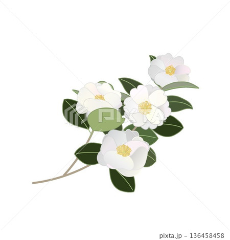 白い寒椿の小枝イラスト 136458458