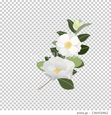 White camellia twig illustration White camellia twig illustration 136458462
