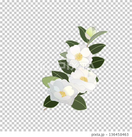 白い寒椿の小枝イラスト 136458463