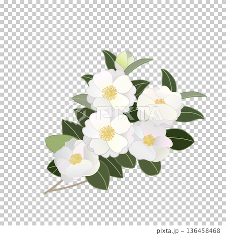 白色山茶花枝插圖 白色山茶花枝插圖 136458468