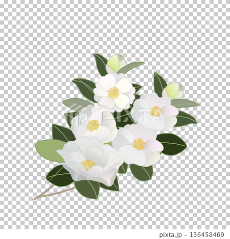 白色山茶花枝插圖 白色山茶花枝插圖 136458469