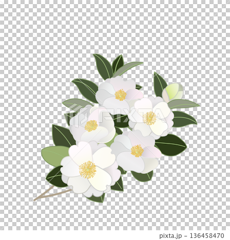 白色山茶花枝插圖 白色山茶花枝插圖 136458470