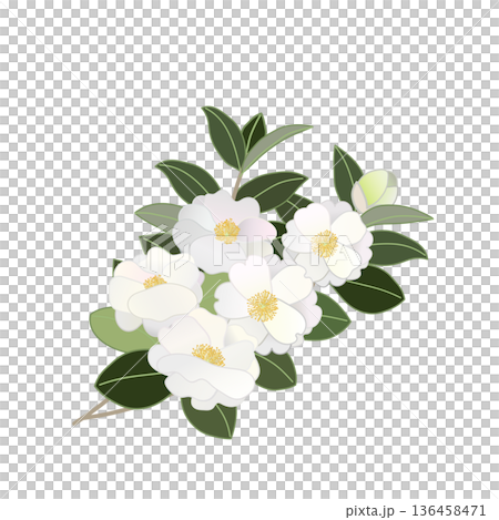 White camellia twig illustration 136458471