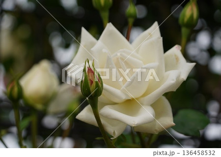 長野県坂城町のさかき千曲川バラ公園は山々に囲まれた千曲川のほとりに素晴らしいバラ公園があります。 長野県坂城町のさかき千曲川バラ公園は山々に囲まれた千曲川のほとりに素晴らしいバラ公園があります。 136458532