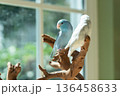 Two cute Forpus parrotlets sitting on a wooden branch near the window with natural light 136458633