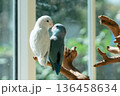 Two cute Forpus parrotlets sitting on a wooden branch near the window with natural light 136458634