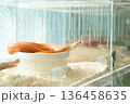 Albino Corn Snake soaking in water bowl inside clear acrylic breeding box with aspen bedding 136458635